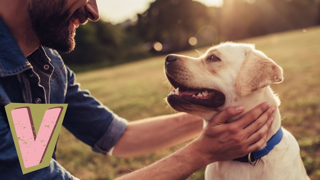 Nom De Chien En V : Top 200 Prénoms Avec La Lettre V Pour Chiens - 2024